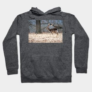 North European Fallow Deer at Woolaroc Oklahoma Hoodie